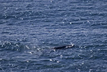 $©Pelicans & Grey Whale 2 copy.webp