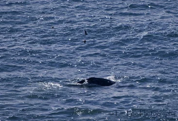 $©Pelicans & Grey Whale 3 copy.webp