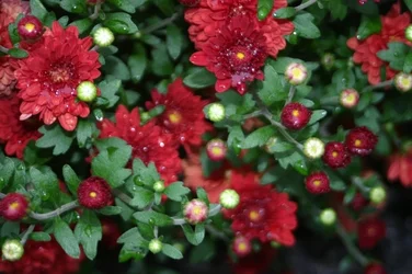 $IMG_6789 - Copy.webp