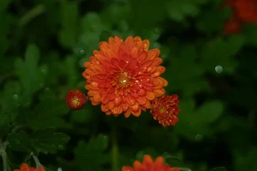 $IMG_6786 - Copy.webp