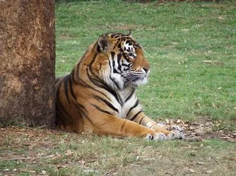 $tiger.webp