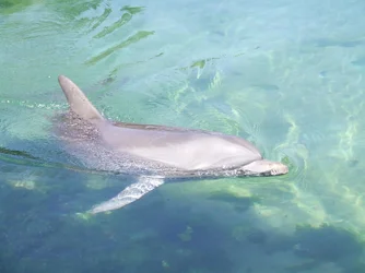 $dolphin.webp