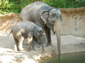$st louis zoo 141.webp