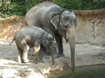 $st louis zoo 141.webp