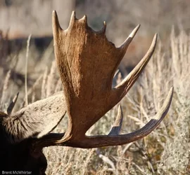 $Moose-6760.webp