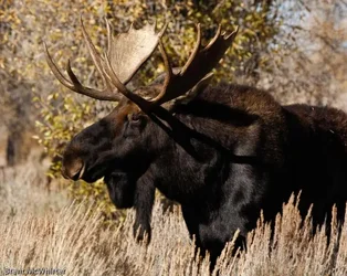 $Moose-6649.webp