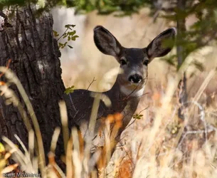 $Moose-6417.webp