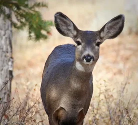 $Moose-6422.webp