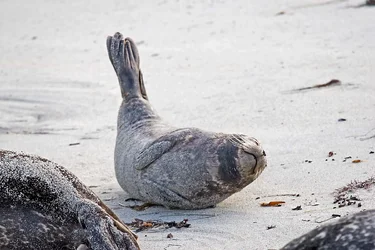 $sea lion.webp