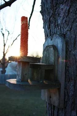 $Squirrel Feeder.webp