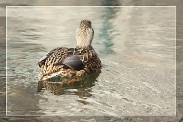 $Mallard1.webp