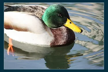 $Mallard2.webp