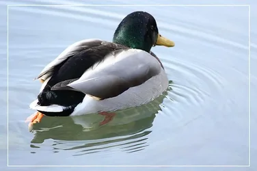 $Mallard3.webp