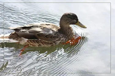 $Mallard4.webp