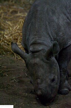 $Baby rhino  003.jpg