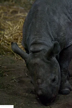$Baby rhino  003.webp