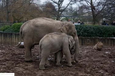 $Elephants.webp