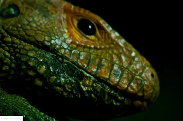 $Lizard.webp