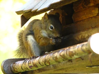 $Hungry Squirrel.webp