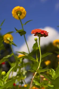 $flowers 1.webp $flowers 1.webp