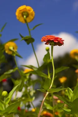 $flowers 2.webp $flowers 2.webp