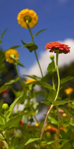 $flowers 3 105.webp $flowers 3 105.webp