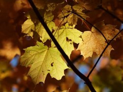 $Sunlit Leaves.jpg