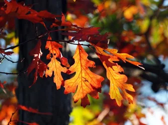 $Adjusted Oak Leaves.webp