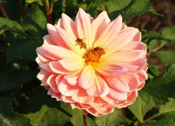 $Resized Flower 1.webp