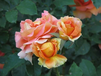 $Resized Flower 2.webp
