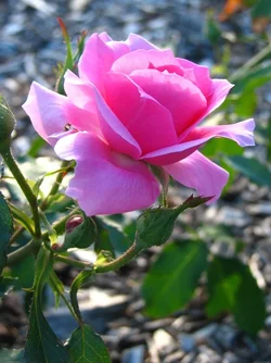 $Resized Rose.webp