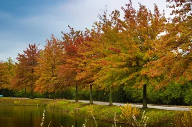 $Fall Trees.webp