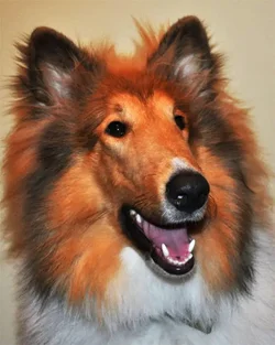$posingcollie011.webp