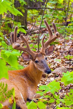 $wild_buck_by_joshonator12-d45nfcb.webp