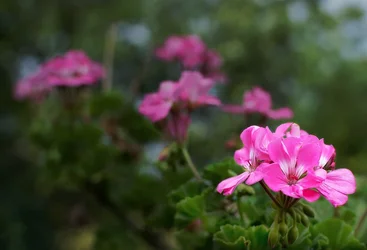 $Flowers- web version.webp