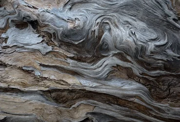 $wood 28 at clam beach.webp