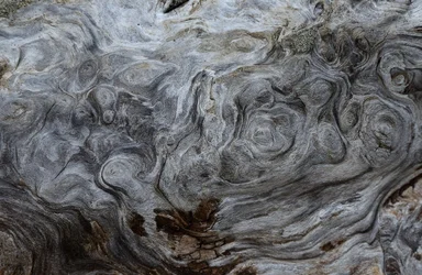 $wood 20 at clam beach.webp