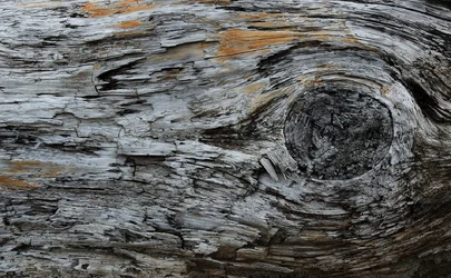 $wood 11 at clam beach.webp