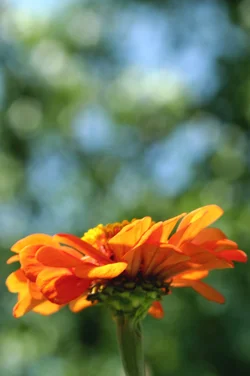 $flower1.webp