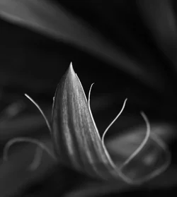 $string-plant-spear-2-bw.webp