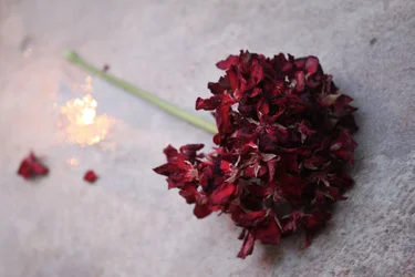 $flower2for-net.webp