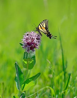 $swallowtail.webp
