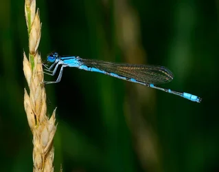 $damselfly.webp