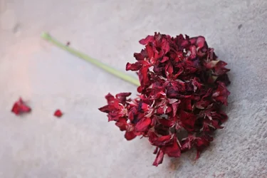 $flower2for-net(edit1).webp