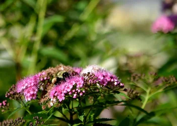 $the_humble_bee_by_animaniac888-d55ddkg.webp