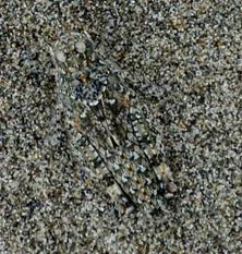 $sand cricket detail.webp