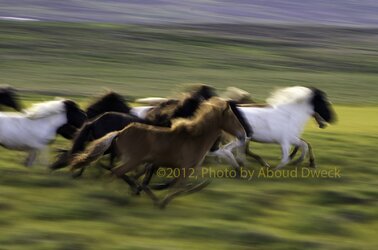 $Running horses&#169;.jpg