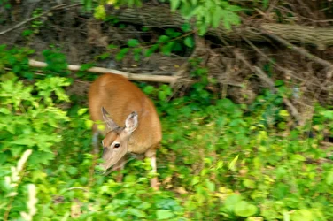 $Deer1.webp