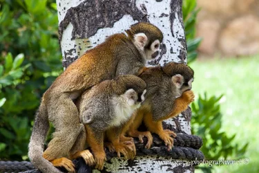 $3 Squirrel monkeys looking over shoulders.webp