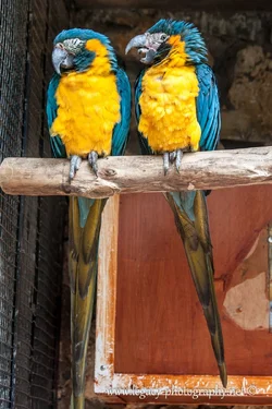 $Blue throated macaws -Talk to the beak, cos the heads not listening.webp